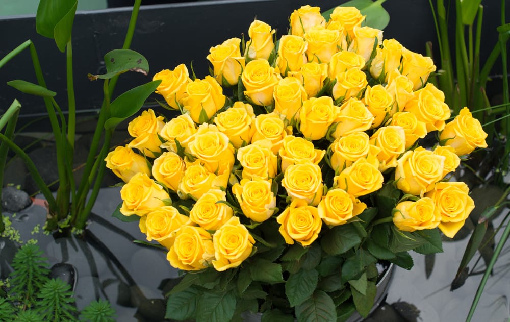 Yellow Roses